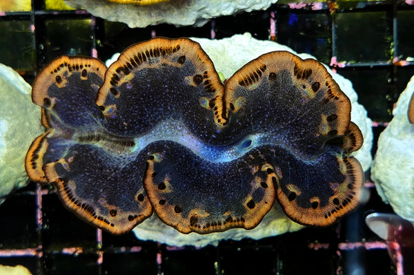 Tridacna maxima 5 - 6 cm WYSIWYG / 1464-U