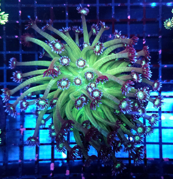Goniopora XL Fake Galaxy WYSIWYG / 1472