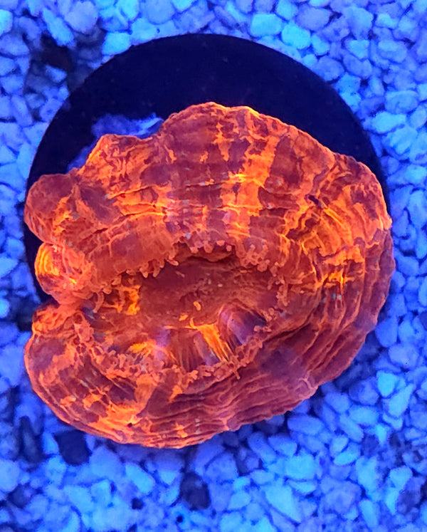 acanthophyllia mastergrade WYSIWYG / 1932-R