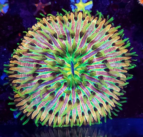 Cycloseris Rainbow
