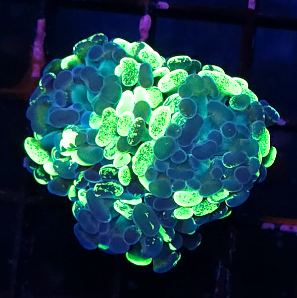 Euphyllia Branching Hammer Toxic Splatter Premium WYSIWYG - DNZ / 254