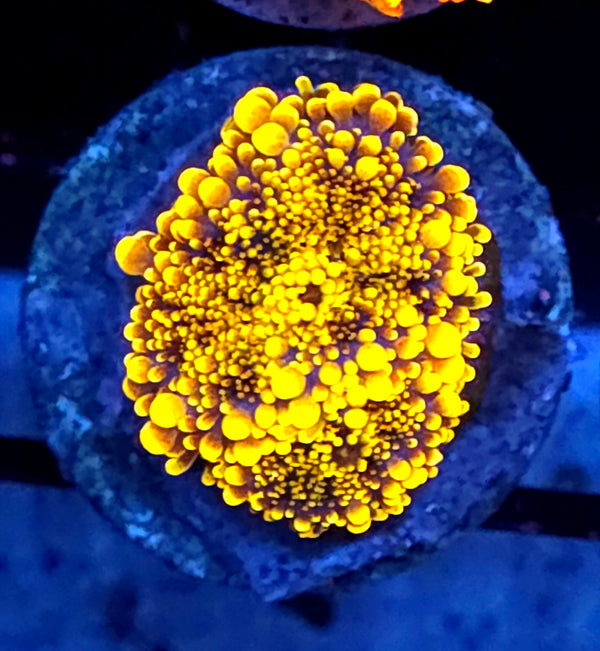 Ricordea Yuma Orange mushroom anemone WYSIWYG / 730