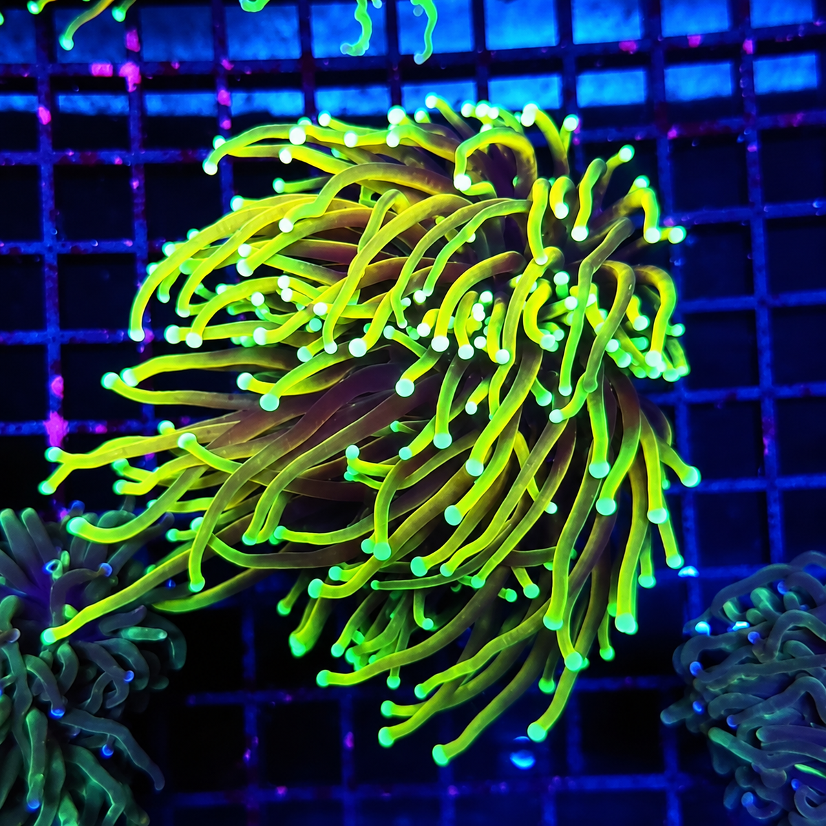 Euphyllia Torch richtig pflegen: Warum die Strömung so wichtig ist