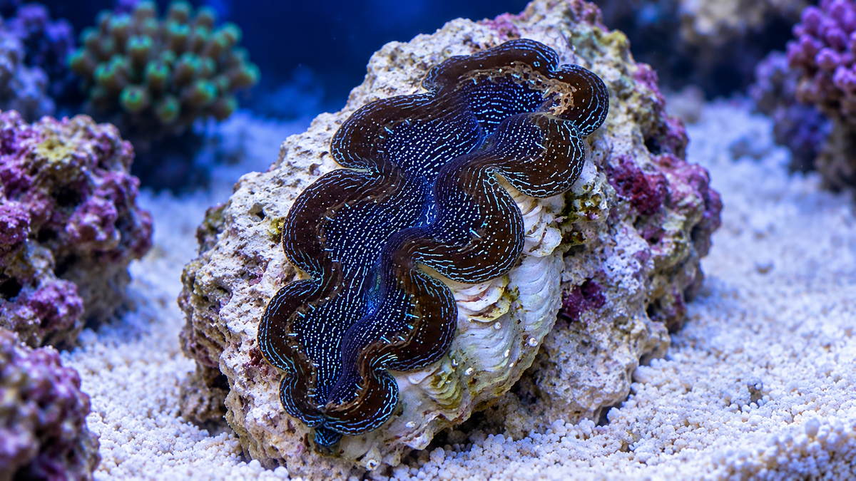 Tridacna Maxima, Crocea or Derasa: Which Clam Fits Your Reef?