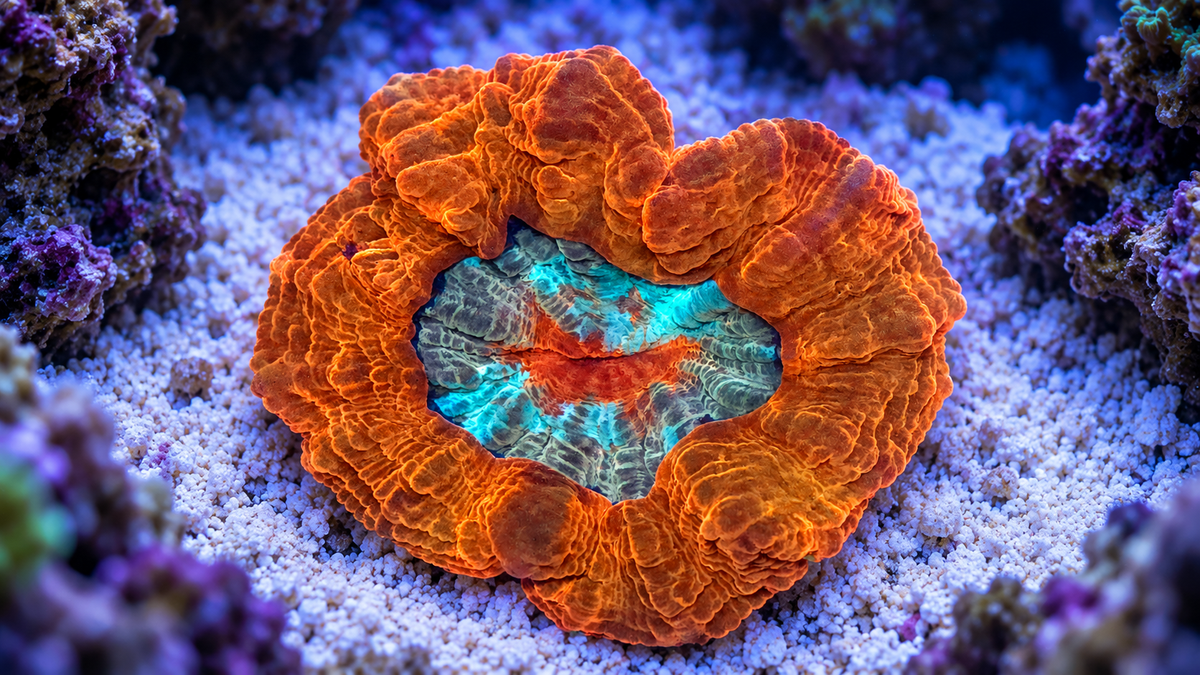 Buying WYSIWYG Corals: Assess Photos, Size and Condition