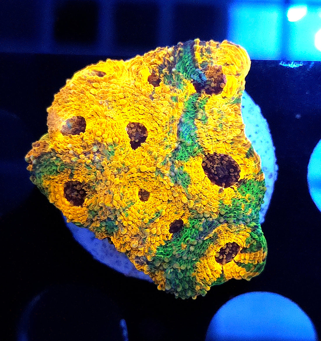 Acanthastrea echinata Rainbow WYSIWYG / 006