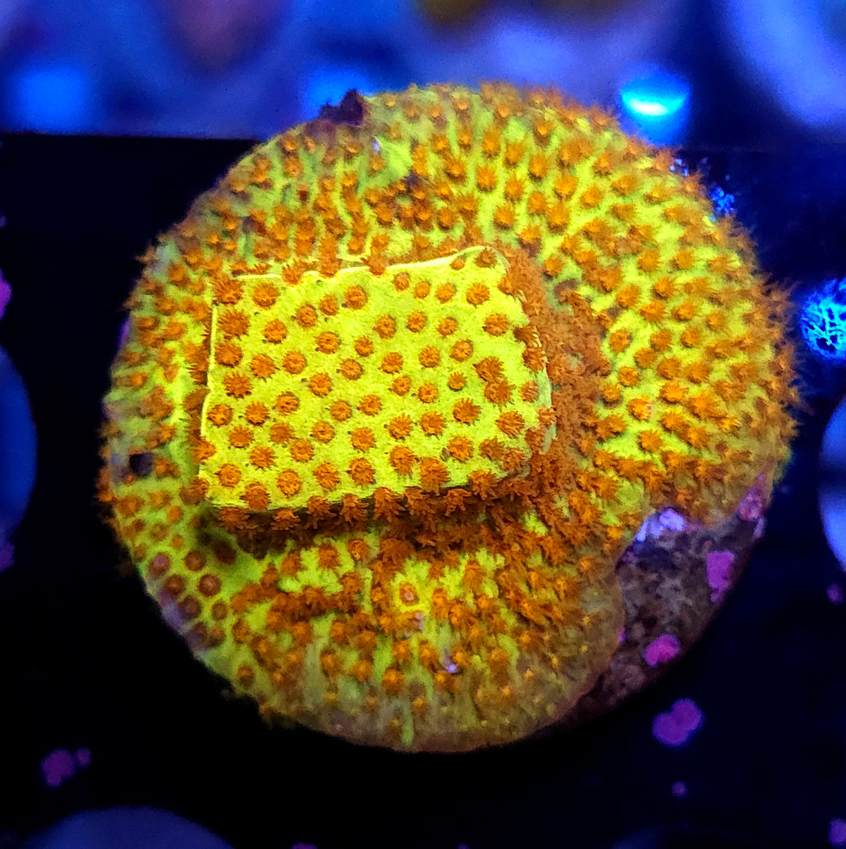 stylocoeniella burning banana / 007