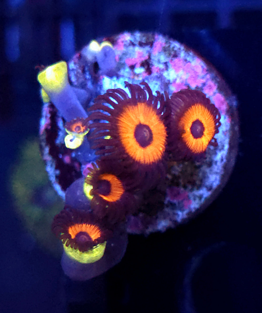 Zoanthus Johnny Pumpkin WYSIWYG / 018