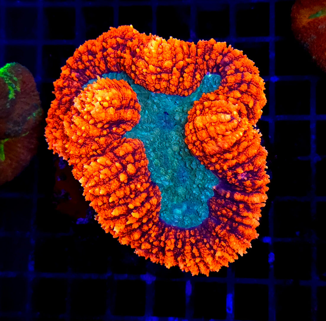 Lobophyllia Rainbow WYSIWYG / 1955 -L