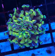 Euphyllia Branching Hammer Hologram WYSIWYG - DNZ / 022 – Produktbild