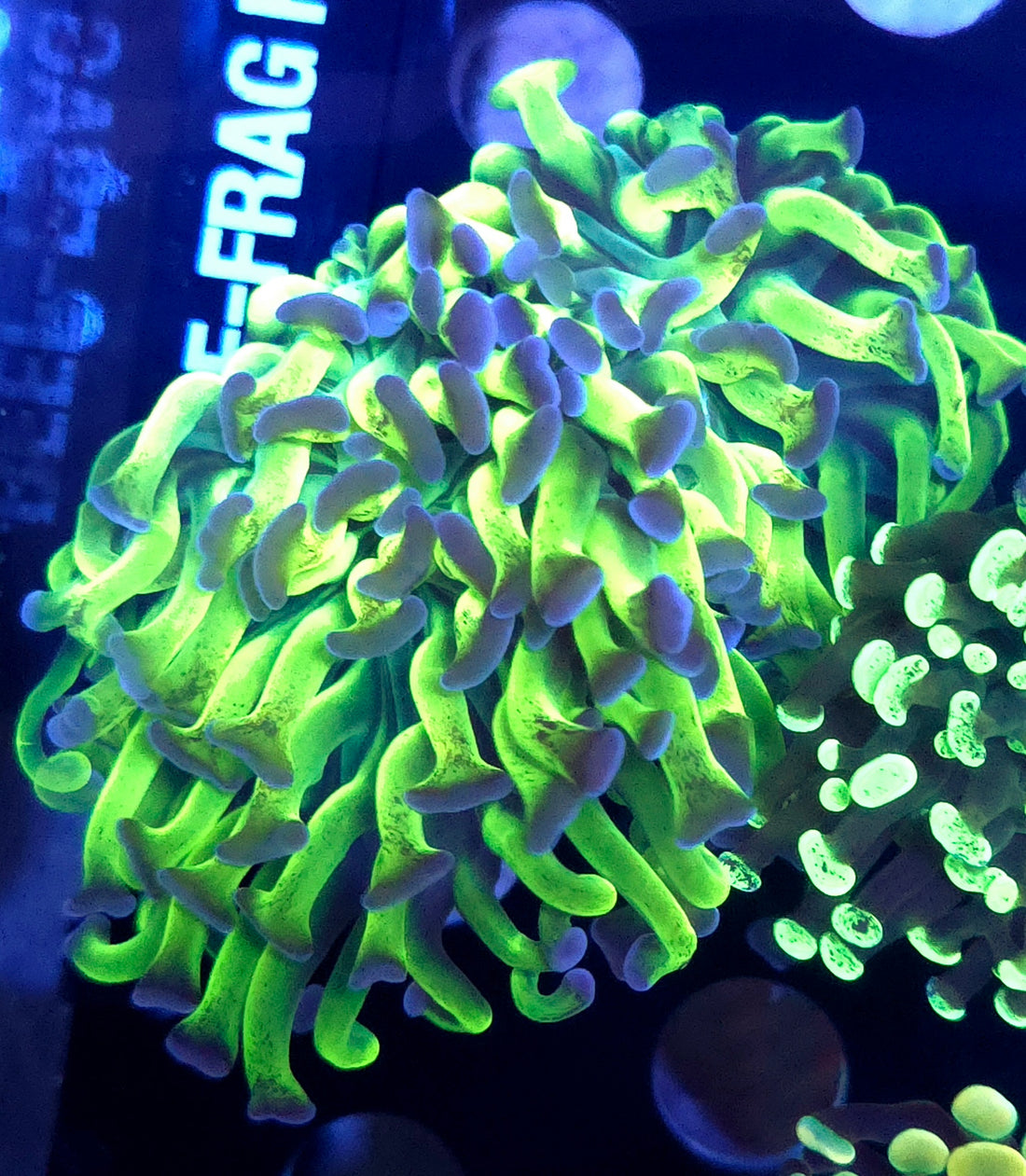 Euphyllia paraancora Hammer Venom Kiss WYSIWYG - DNZ / 026