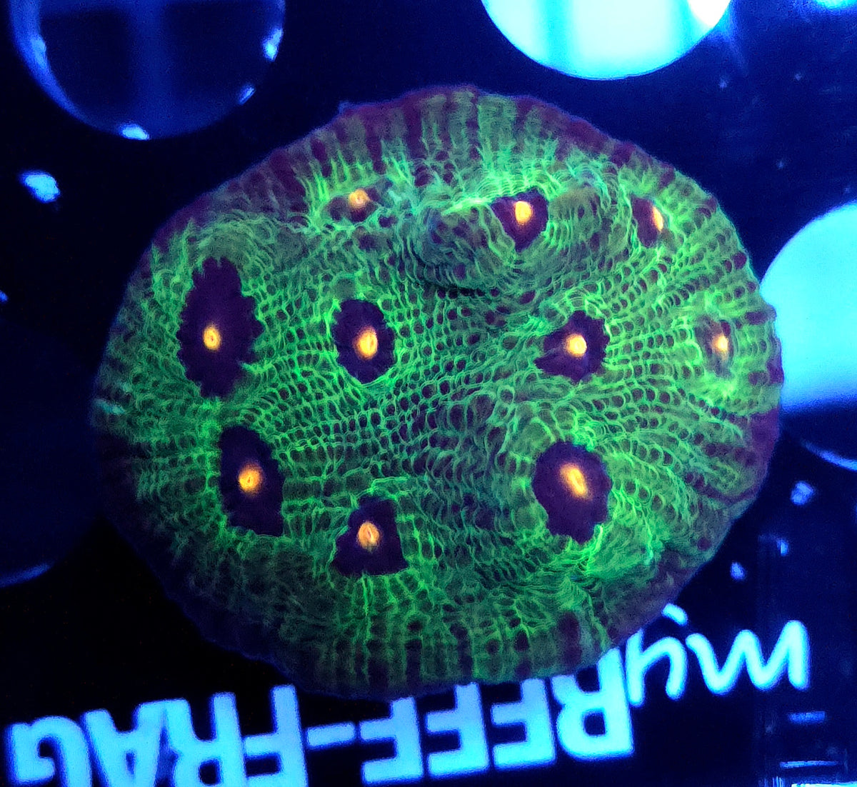 Echinophyllia Avatar Chalice WYSIWYG / 028 – Produktbild