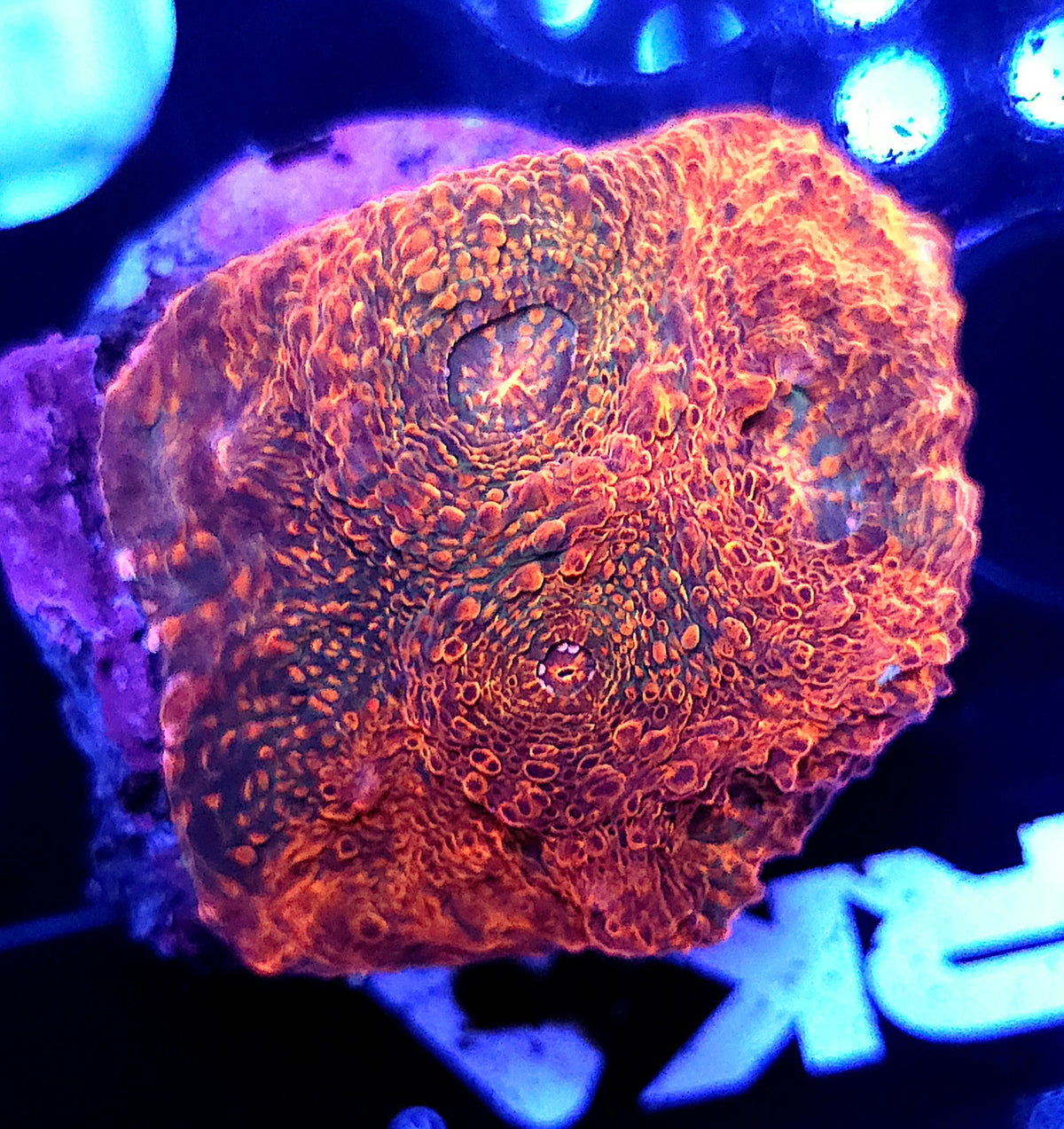 Echinophyllia Molten Moss Chalice WYSIWYG / 033