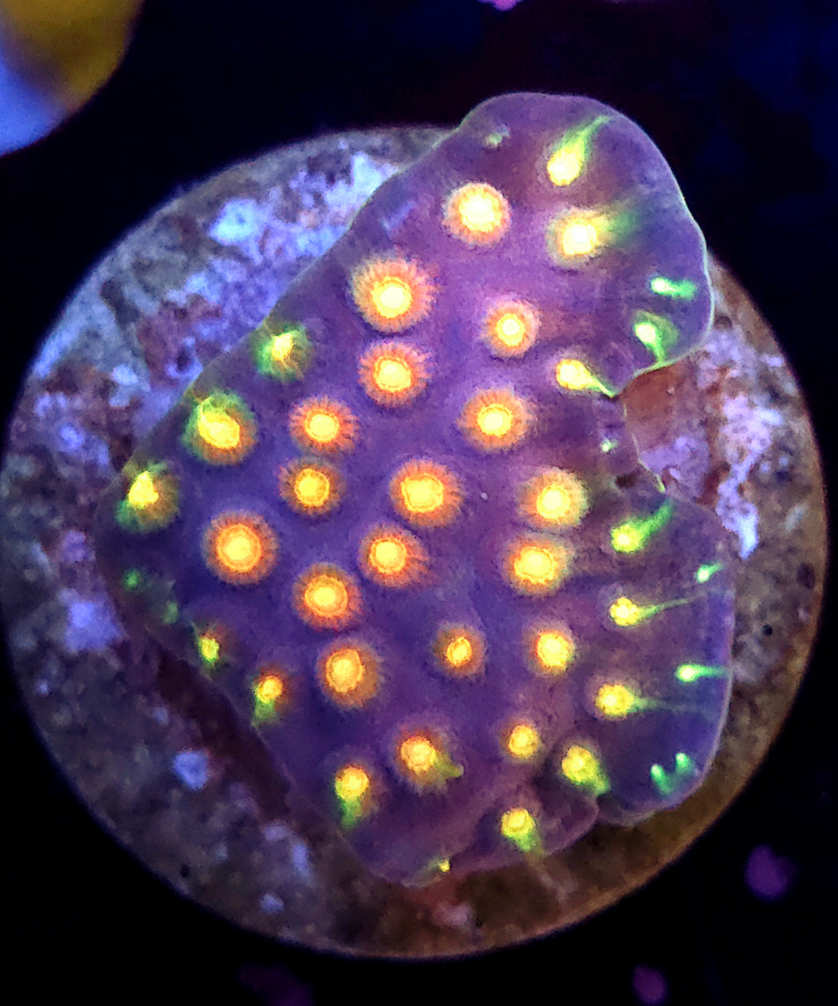Cyphastrea Rainbow Madness WYSIWYG / 034