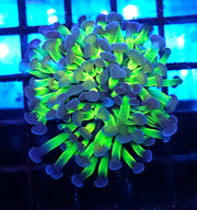 Euphyllia Branching Hammer Candy Puff WYSIWYG - DNZ / 037 – Produktbild