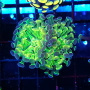 Euphyllia Branching Hammer Plasma Hologram 2 Köpfe WYSIWYG - DNZ / 038 – Produktbild