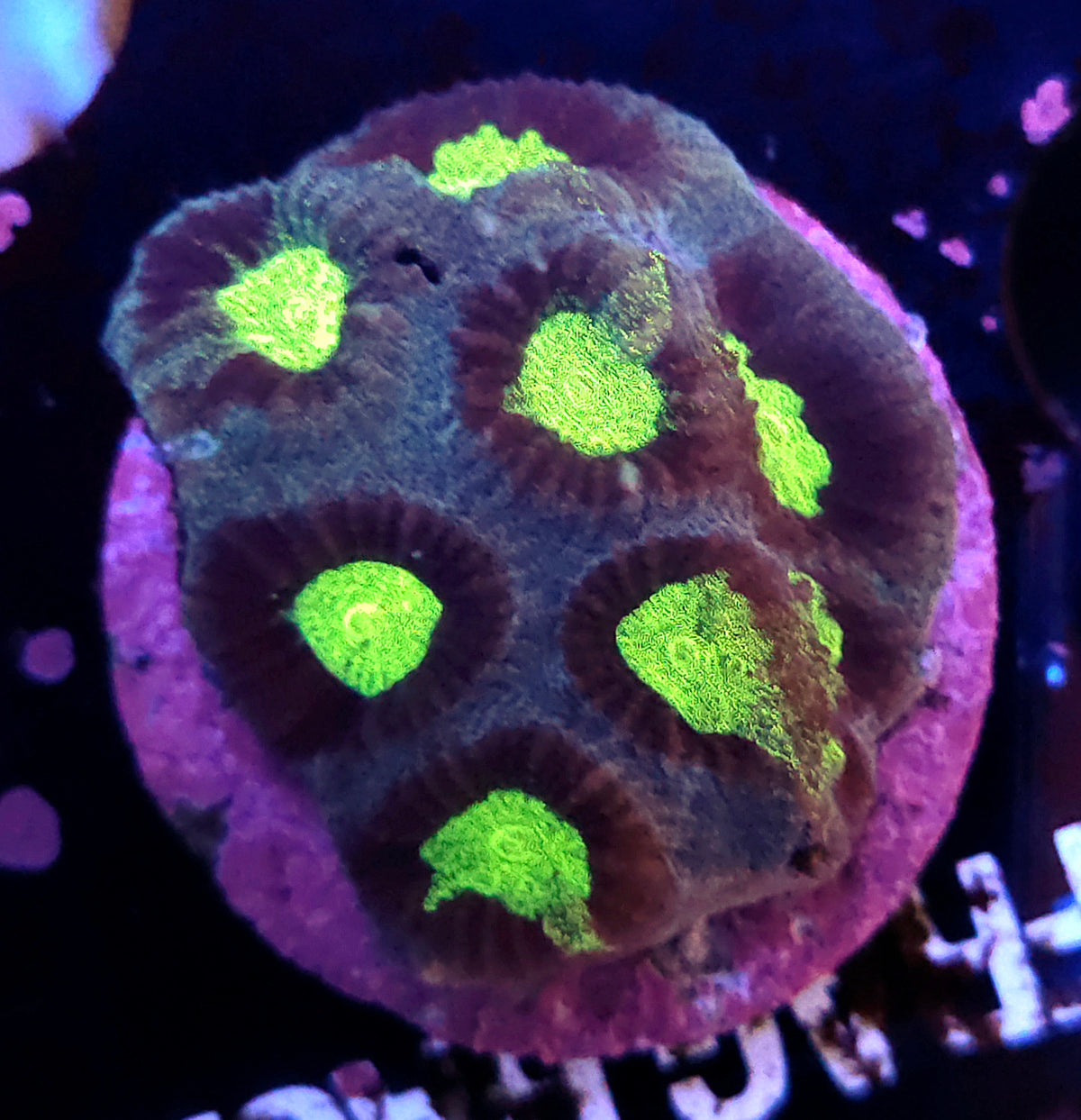 Goniastrea „Kryptonite Maze“ WYSIWYG / 041