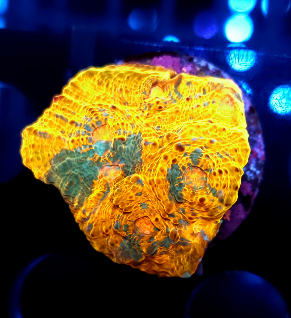 Echinophyllia Chalice Helios Heart WYSIWYG / 047 – Produktbild
