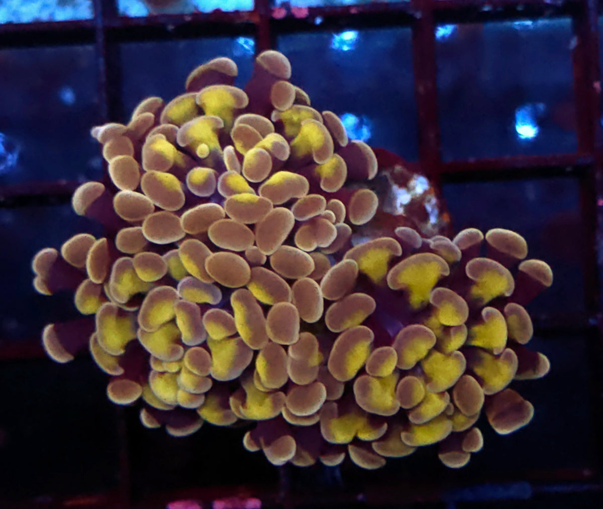 Euphyllia Branching Hammer Honey Grape Special Selection WYSIWYG - DNZ / 047