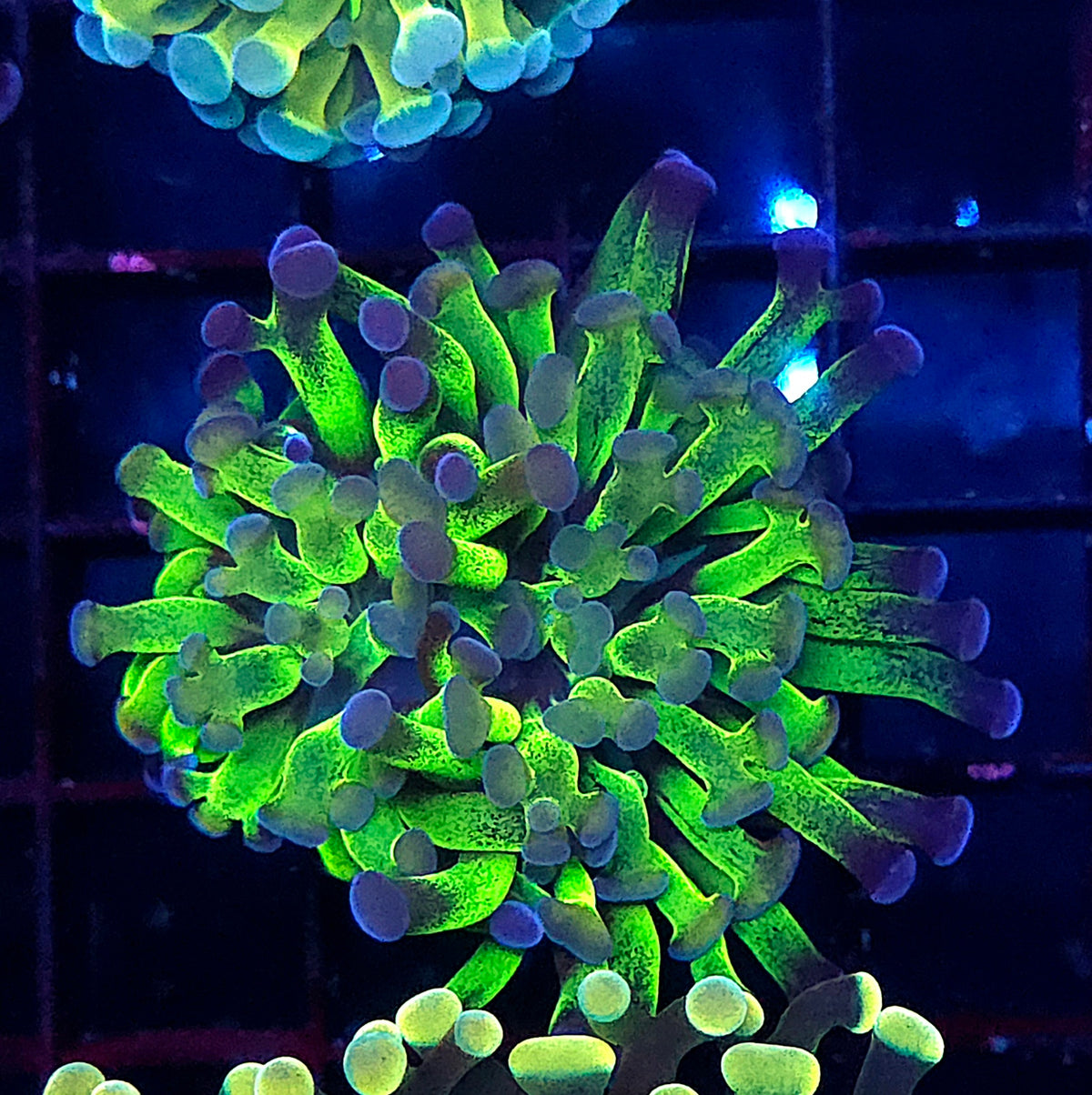 Euphyllia Branching Hammer Candy Puff WYSIWYG – DNZ / 054