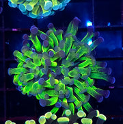 Euphyllia Branching Hammer Candy Puff WYSIWYG – DNZ / 054