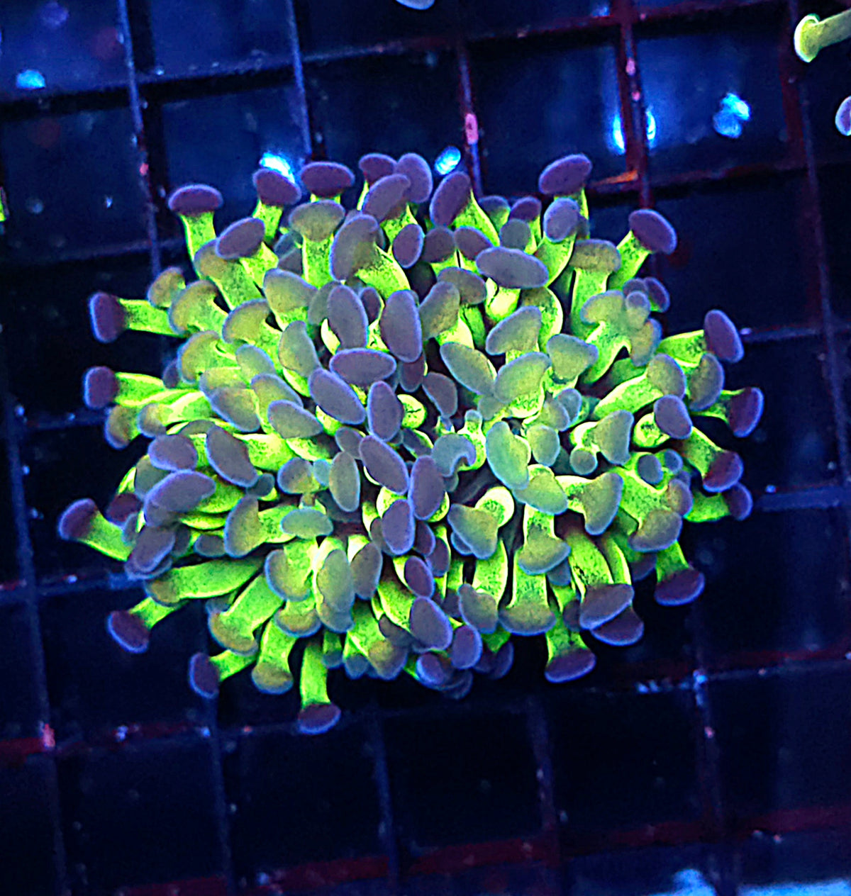 Euphyllia Branching Hammer Candy Puff 2 Köpfe WYSIWYG - DNZ / 058 – Produktbild