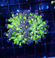 Euphyllia Branching Hammer Candy Puff 2 Köpfe WYSIWYG - DNZ / 058 – Produktbild