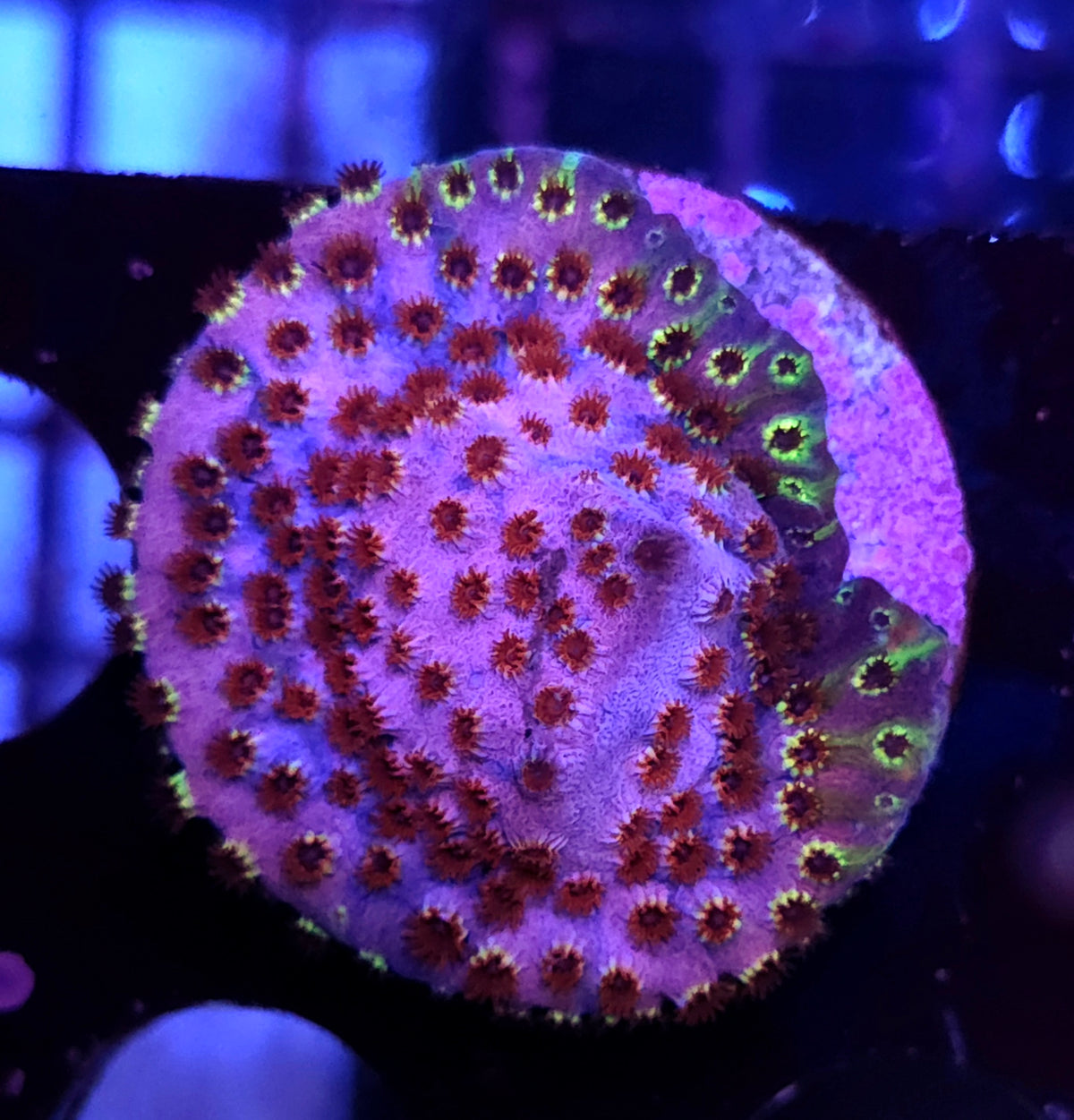 Cyphastrea Skittles Bomb WYSIWYG / 061 – Produktbild