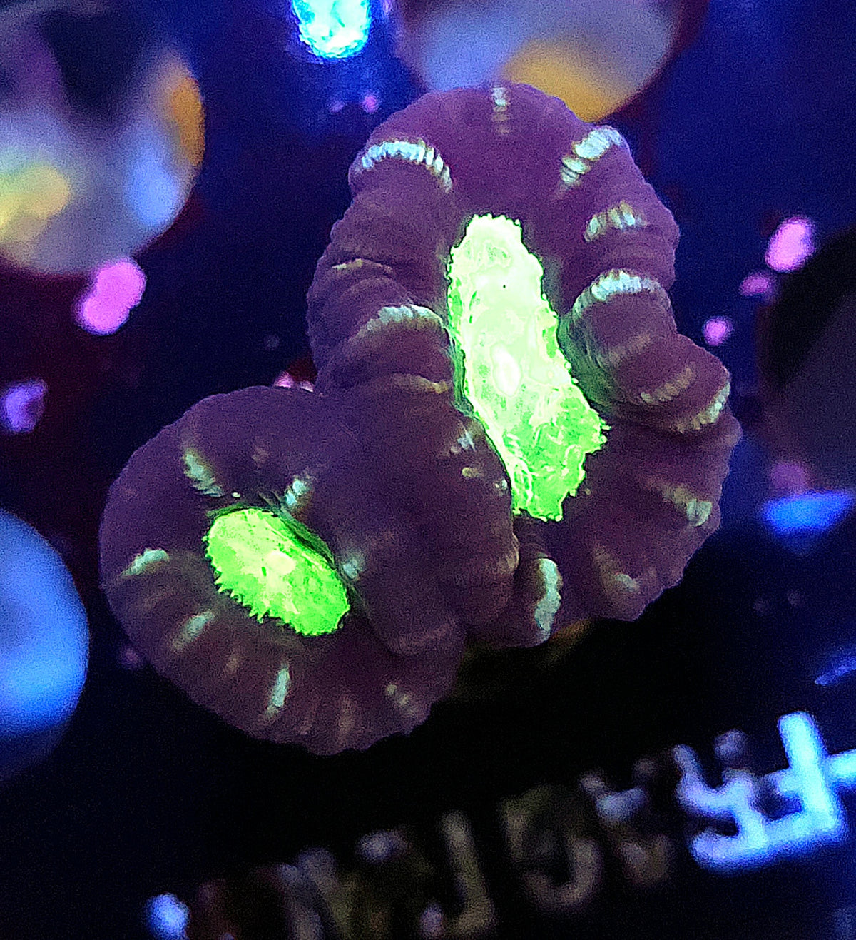 Caulastraea echinulate WYSIWYG / 075