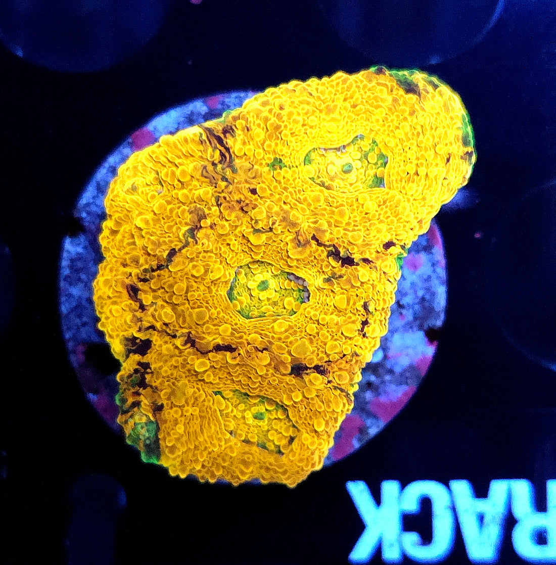 Acanthastrea echinata Rainbow WYSIWYG / 078