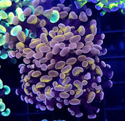 Euphyllia Paraancora Branching Hammer Honey Grape 2 Köpfe WYSIWYG - DNZ / 085 – Produktbild