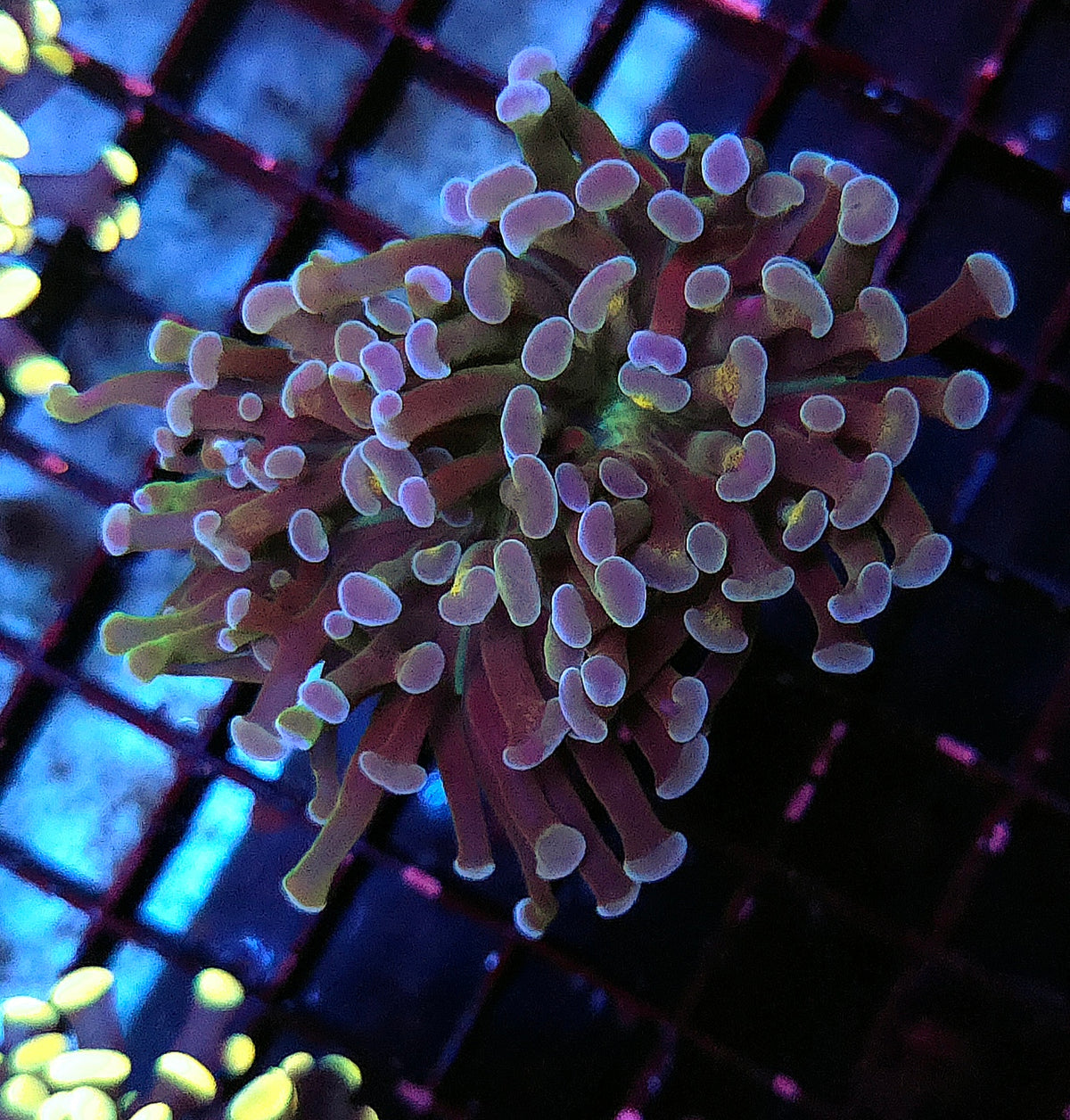 Euphyllia Paraancora Branching Hammer Golden Galaxy WYSIWYG - DNZ / 086