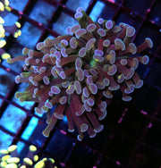 Euphyllia Paraancora Branching Hammer Golden Galaxy WYSIWYG - DNZ / 086
