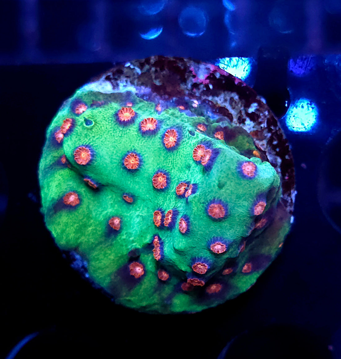 Cyphastrea Alien Pox WYSIWYG / 088