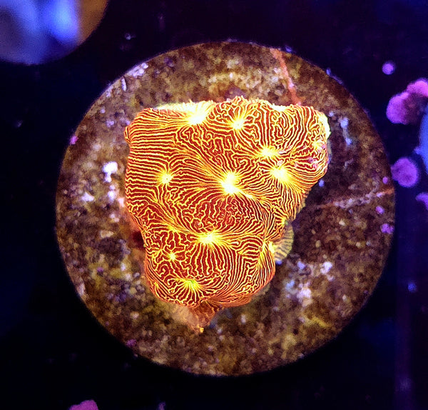 Leptoseris Jack O Lantern WYSIWYG / 097