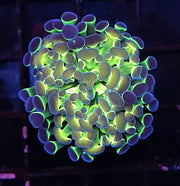 Euphyllia Branching Hammer Hologram WYSIWYG - DNZ / 099