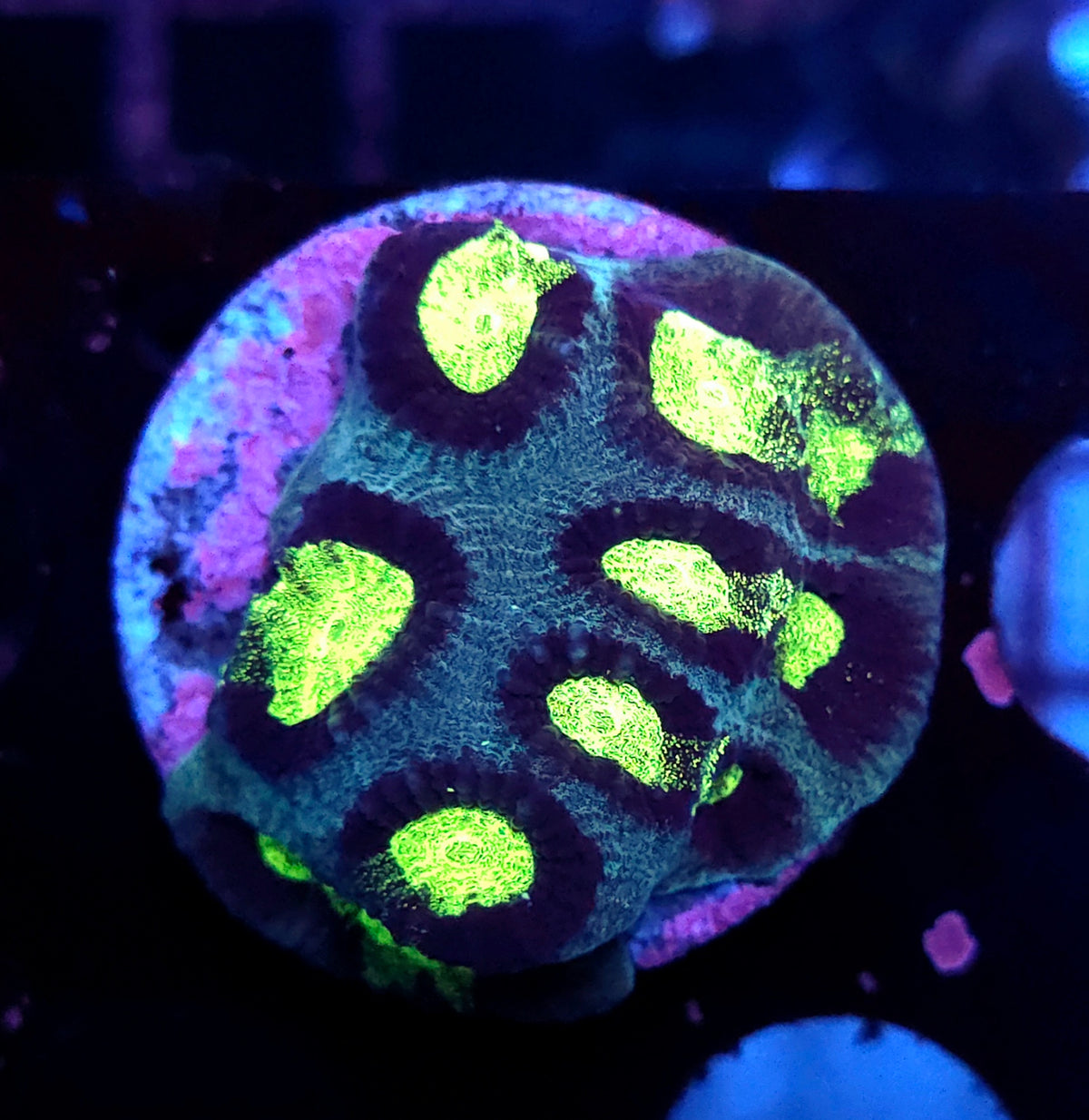 Goniastrea „Kryptonite Maze“ / 101 – Produktbild