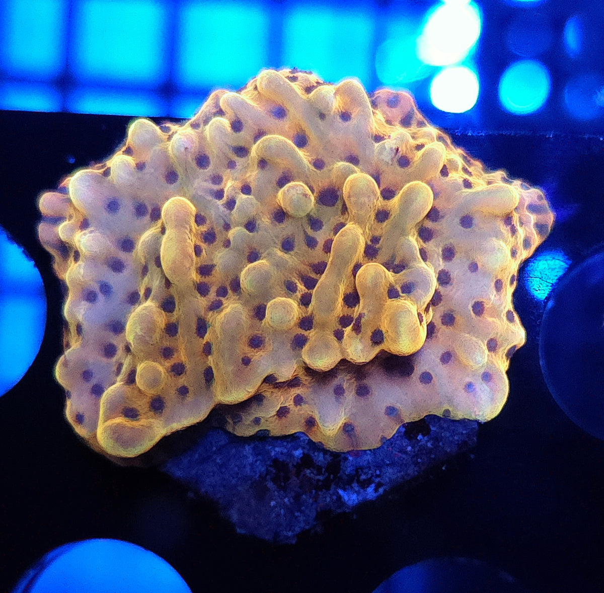 KUNG PAO MONTIPORA - WYSIWYG / 103 – Produktbild