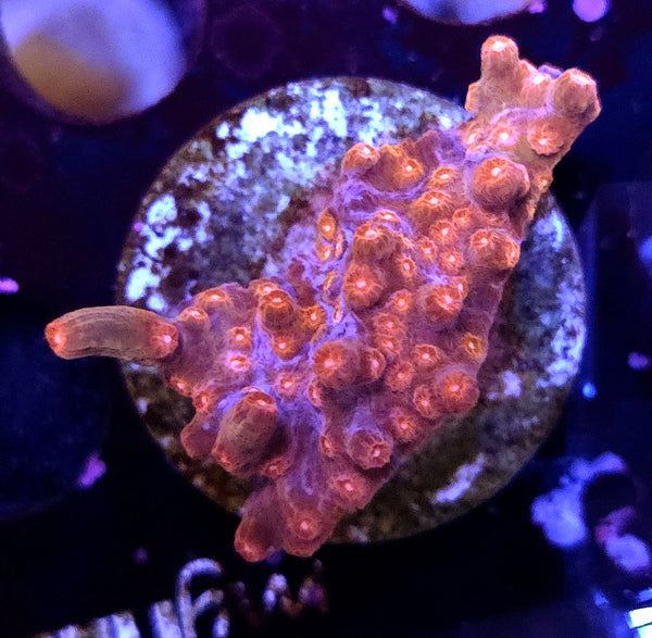Cyphastrea decadia WYSIWYG / 103