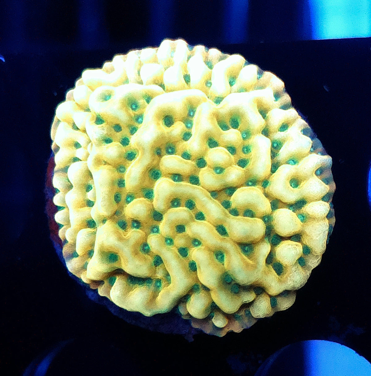 Montipora danae JF Beach Bum - WYSIWYG / 104 – Produktbild