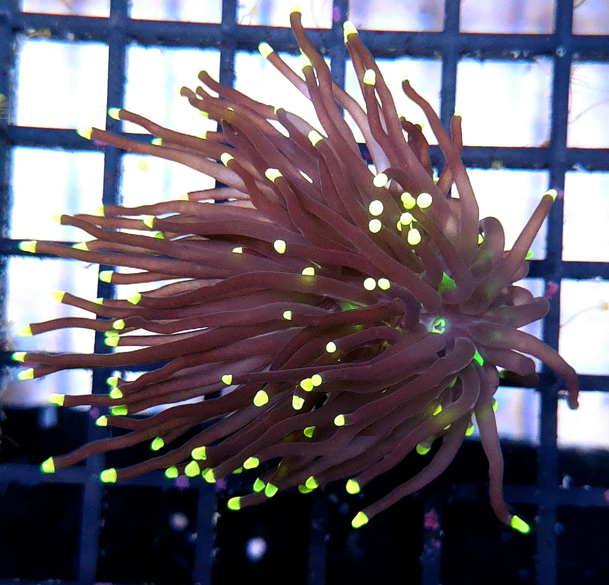 Euphyllia Glabrescens Black Torch WYSIWYG - DNZ / 107 – Foto 2: Tageslicht / Photo 2: daylight
