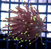 Euphyllia Glabrescens Black Torch WYSIWYG - DNZ / 107 – Foto 2: Tageslicht / Photo 2: daylight