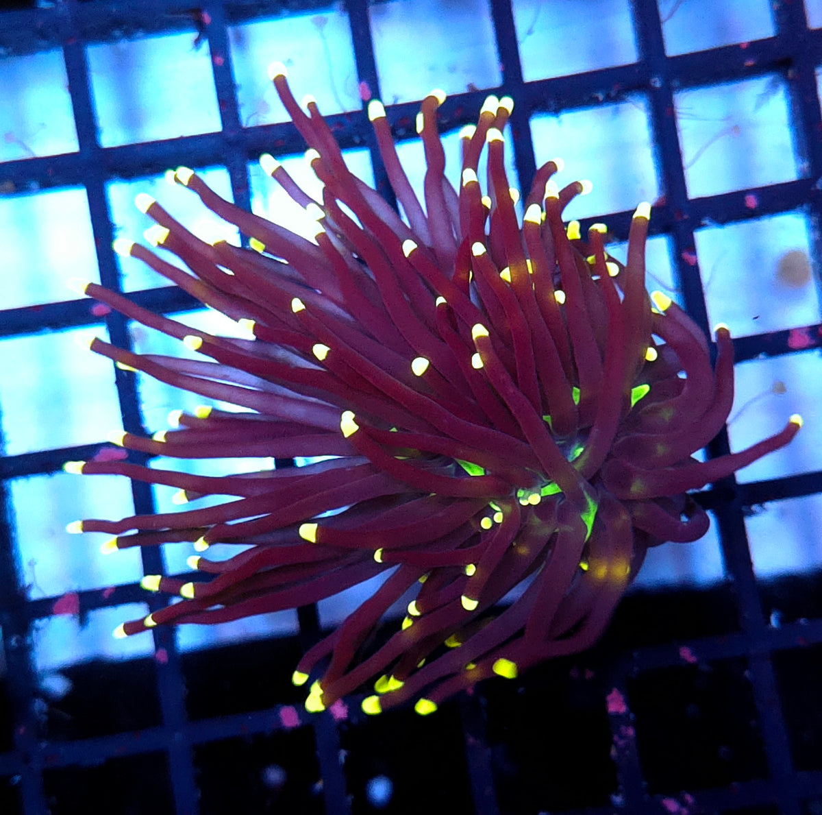 Euphyllia Glabrescens Black Torch WYSIWYG - DNZ / 107 – Foto 1: Blaulicht / Photo 1: blue light