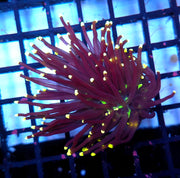 Euphyllia Glabrescens Black Torch WYSIWYG - DNZ / 107 – Foto 1: Blaulicht / Photo 1: blue light