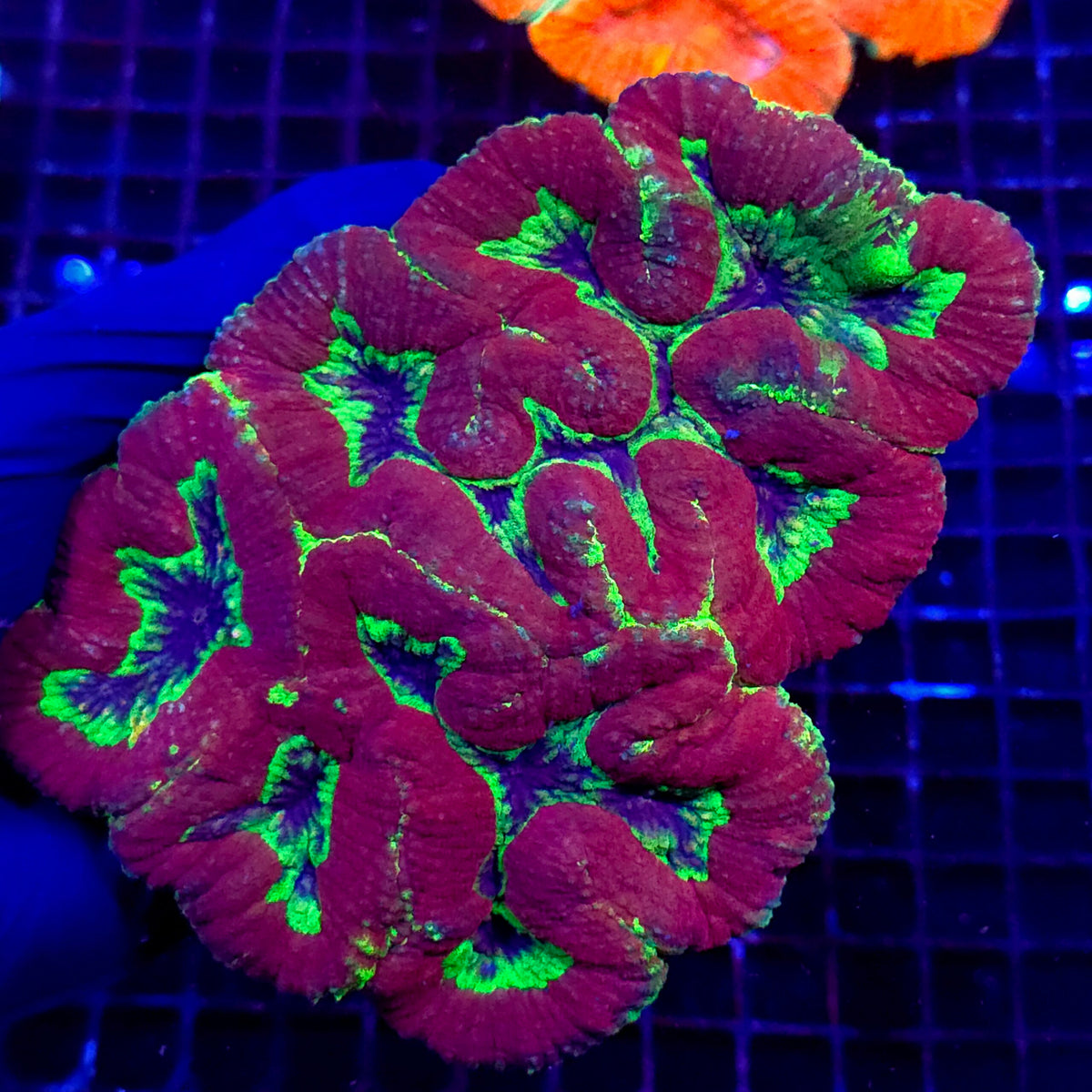 Lobophyllia Rainbow WYSIWYG / 1421 -L – Produktbild