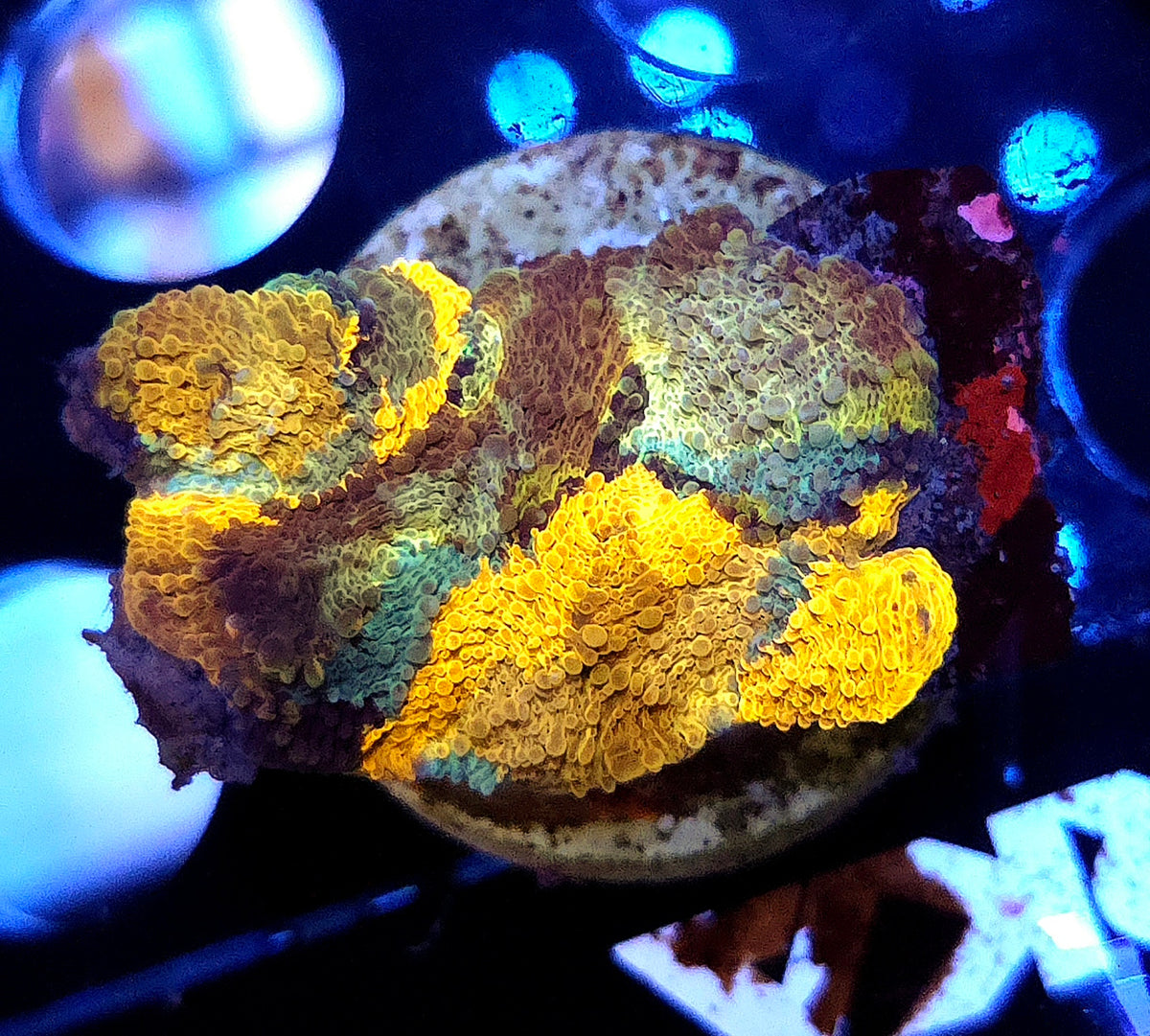 Acanthastrea echinata Rainbow WYSIWYG / 110