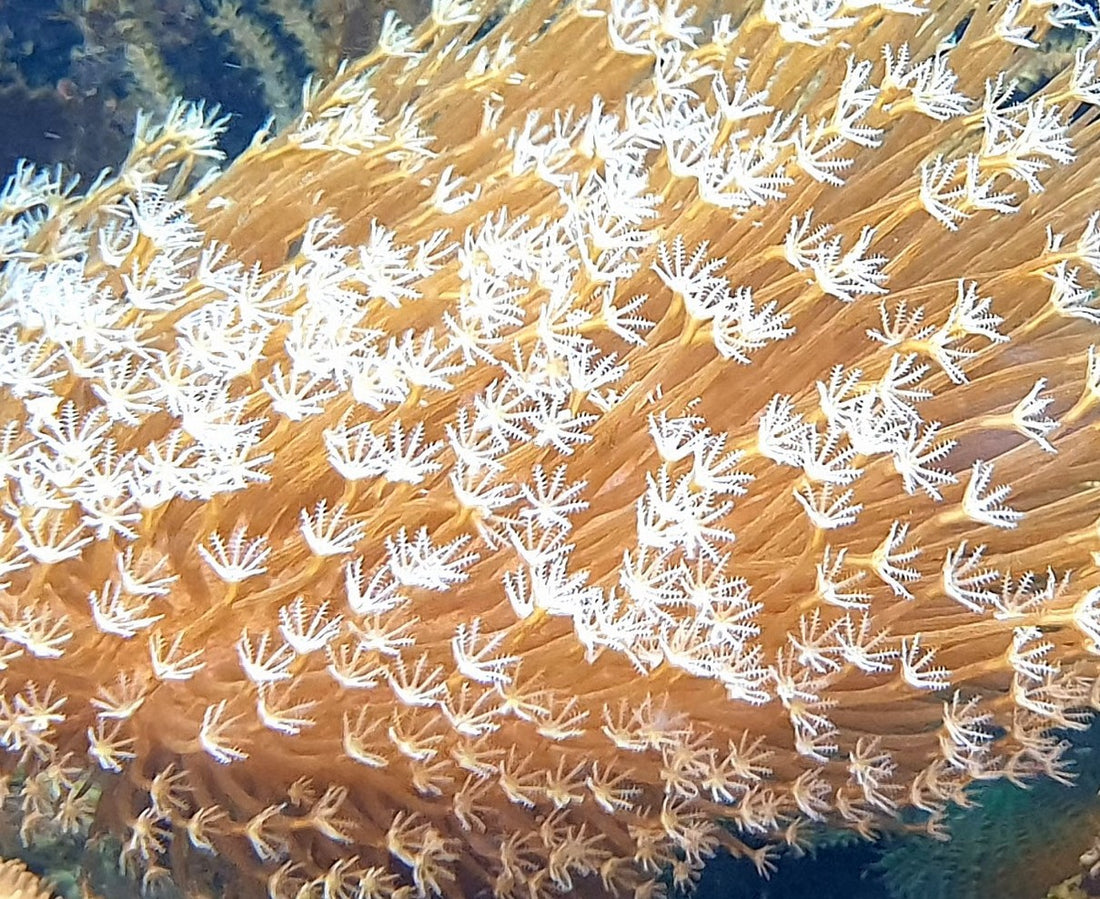 Sarcophyton ehrenbergi (Pilzlederkoralle, weiße Polypen)