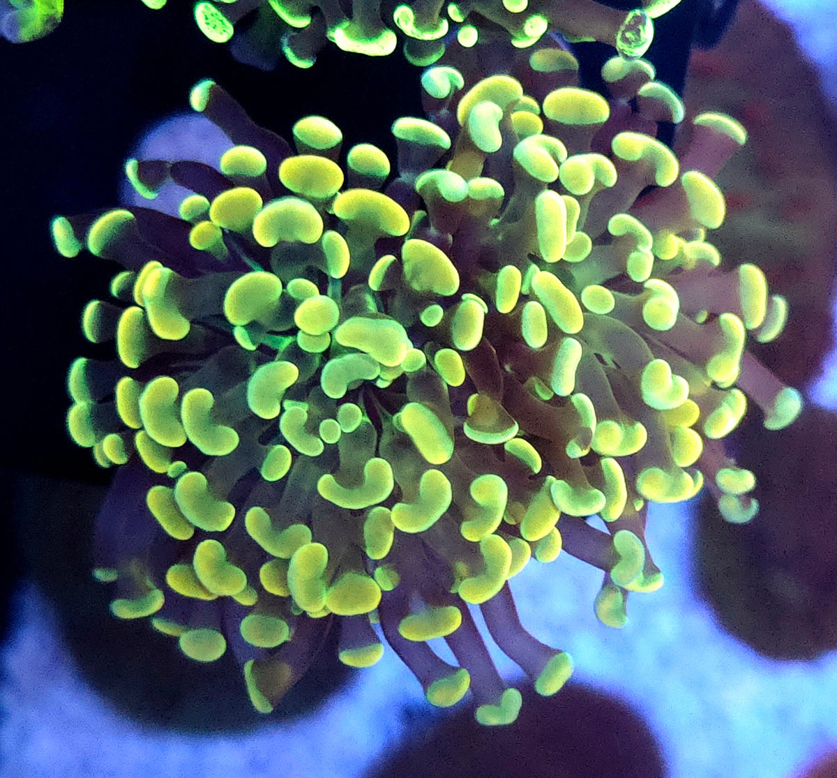 Euphyllia Branching Hammer Gold WYSIWYG - DNZ / 118 – Produktbild