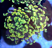 Euphyllia Branching Hammer Gold WYSIWYG - DNZ / 118 – Produktbild