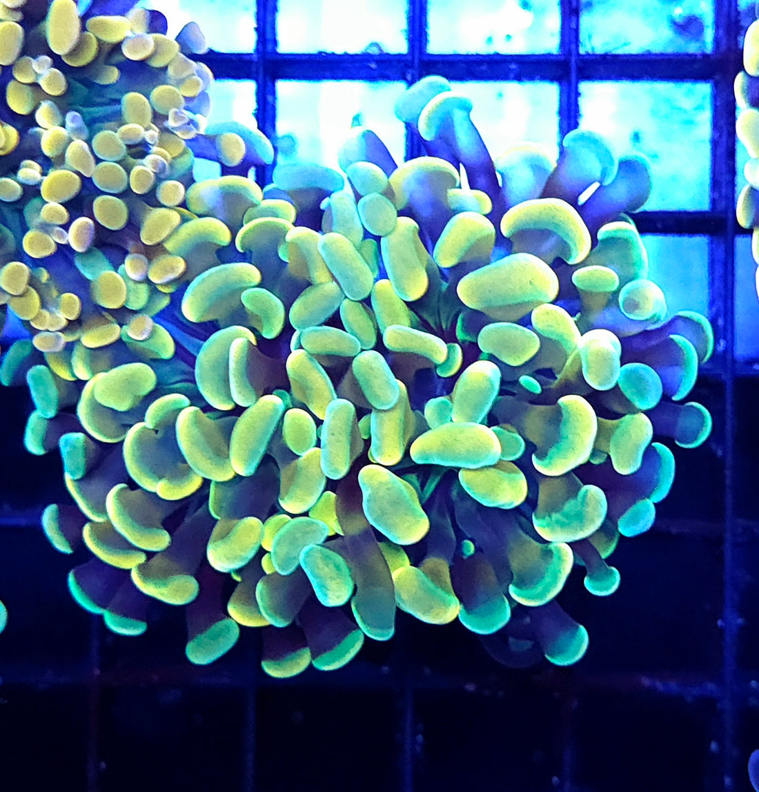 Euphyllia Holy Grail Branching Hammer 2 Köpfe WYSIWYG - DNZ / 132